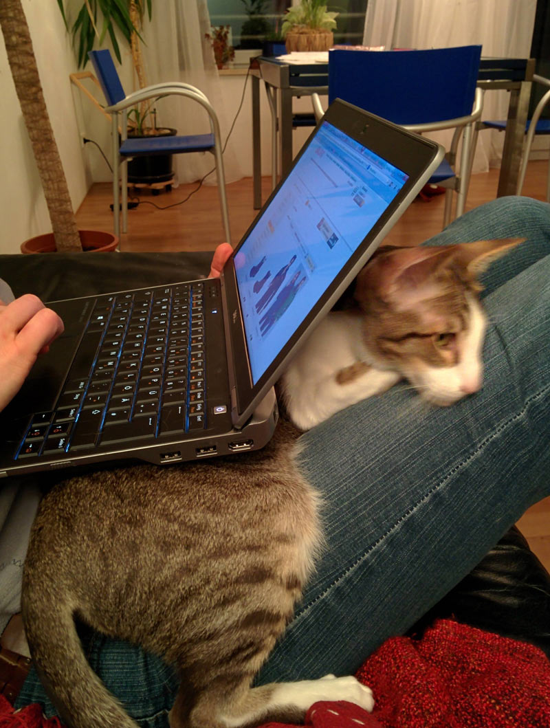 The laptop was there before the cat