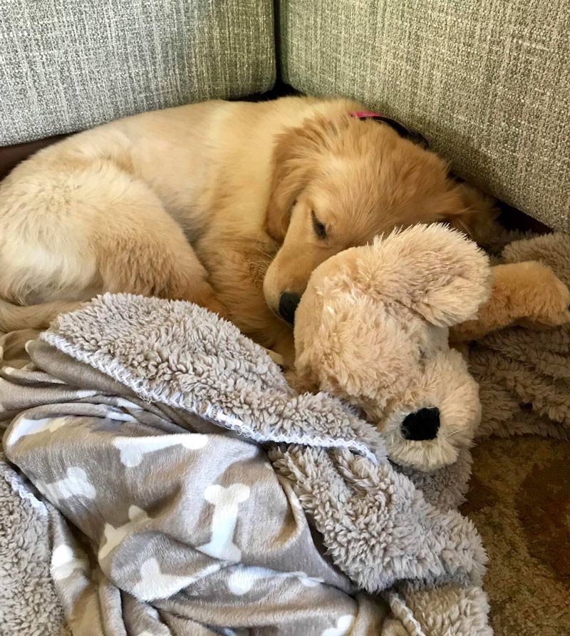 The puppy I am watching sleeps with a stuffed version of herself and I can’t handle the cuteness