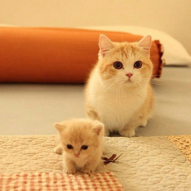 Fluffy lil nugget with momma nugget to make your day better!