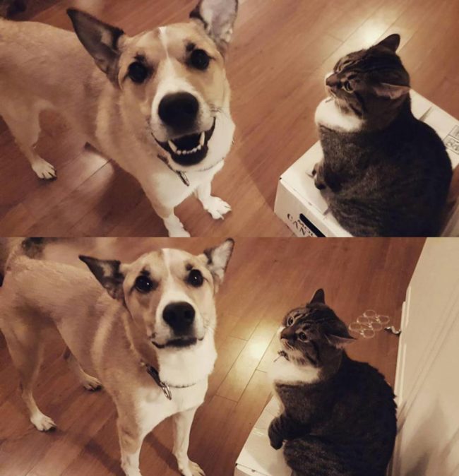 Before & after my cat booped my dog on the nose - seconds apart