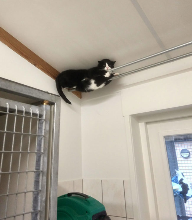 This cat at my local shelter really doesn't like people