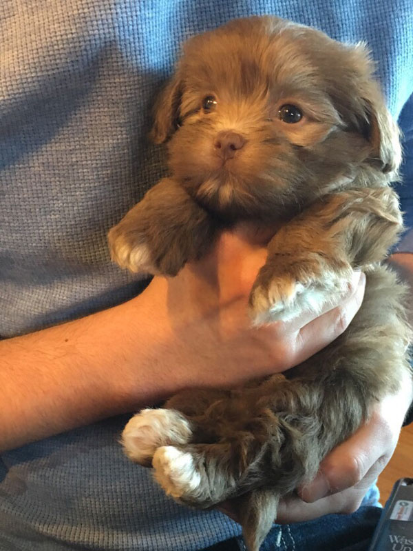 He doesn't have a name yet, but my parents got the cutest puppy!