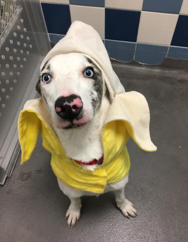 I work for my local animal shelter. One of our dogs went as a banana. He was the star