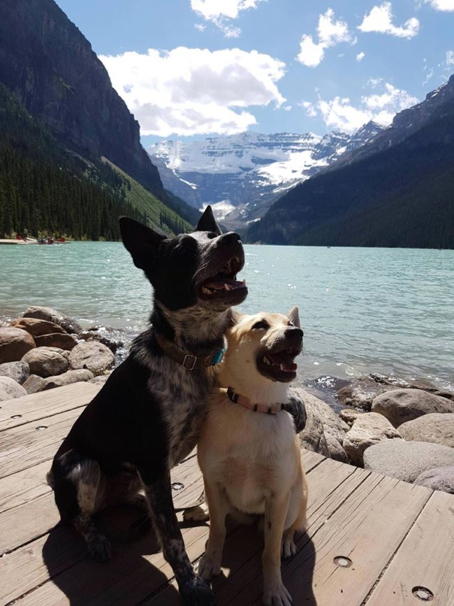 Our dogs enjoy posing by the lake too
