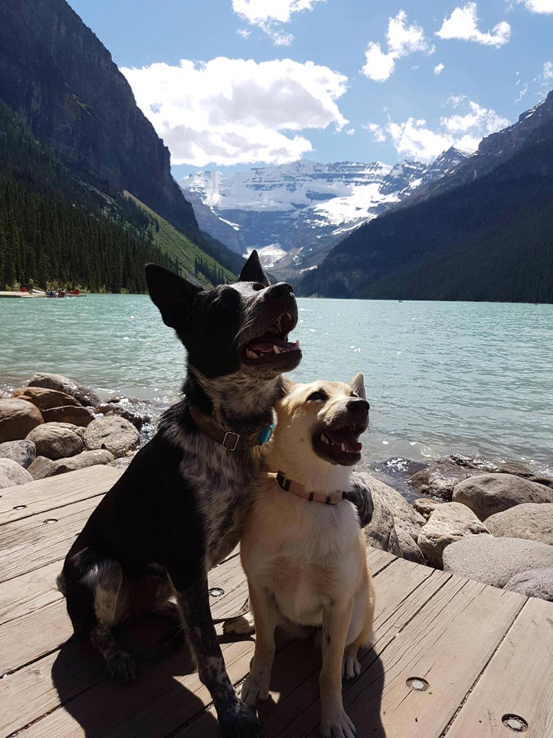 Our dogs enjoy posing by the lake