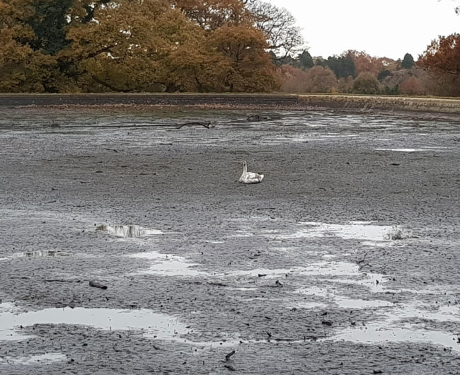 They drain the pond in my local park during winter. This swan obviously didn't get the memo