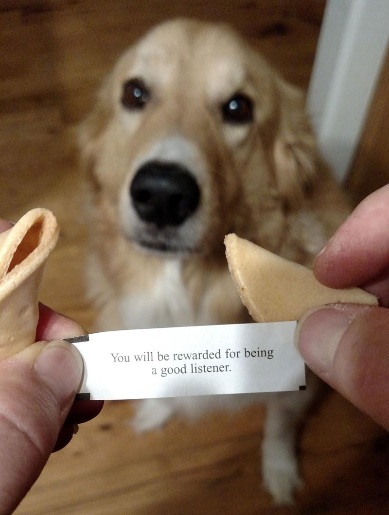 My dog always gets the 3rd fortune cookie from PF Chang's. This was her's tonight