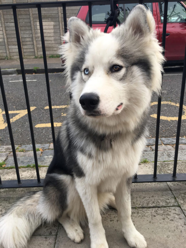 Met this handsome cloud waiting for his owners outside a school yesterday!