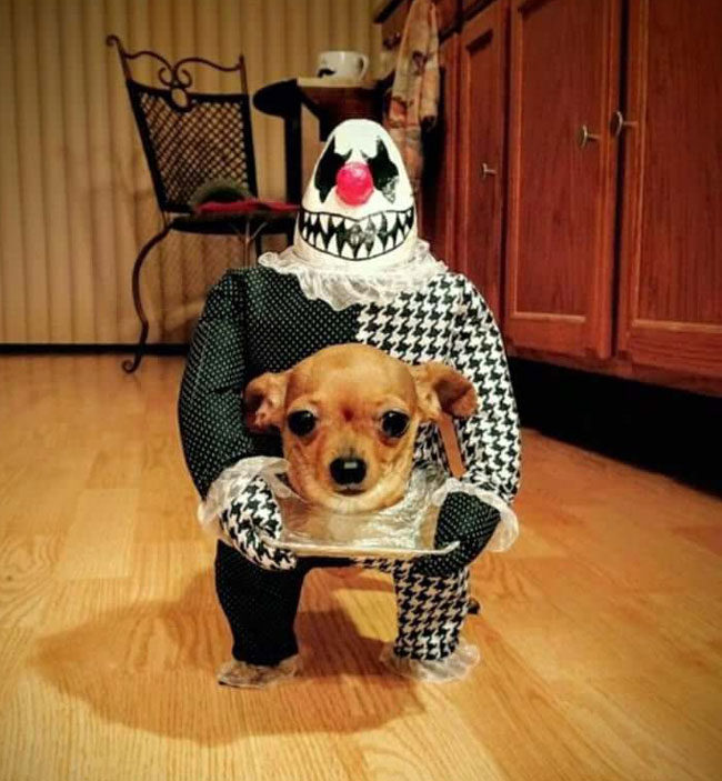 This dog costume