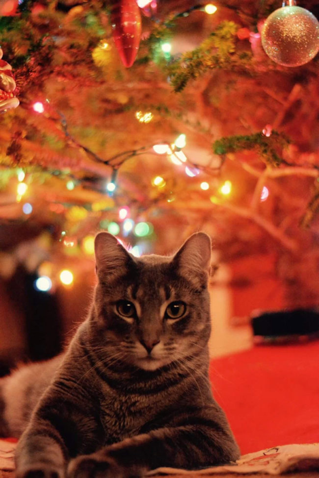 My favorite Christmas photo I’ve ever taken of my cat