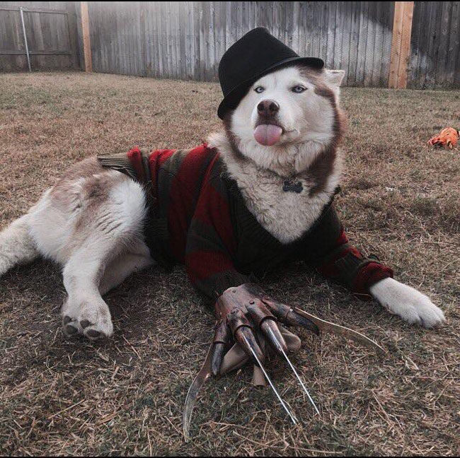 So we're posting dogs in costumes?