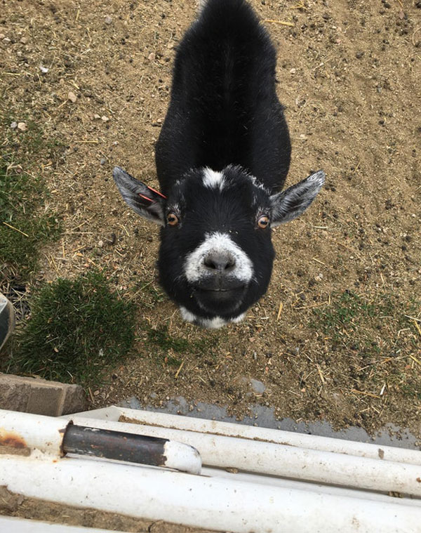 I met this super duper photogenic baby goat at work today