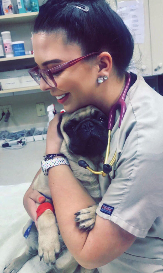 I took care of this puglet when he was 8 weeks old and had parvovirus. Today he came back for the first time since then and refused to let go of me