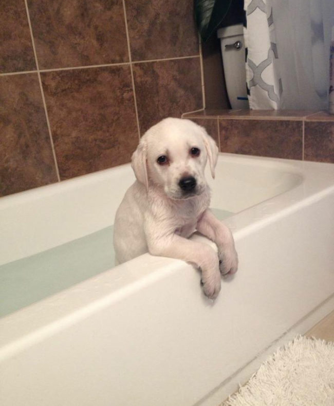 Hank’s first bath