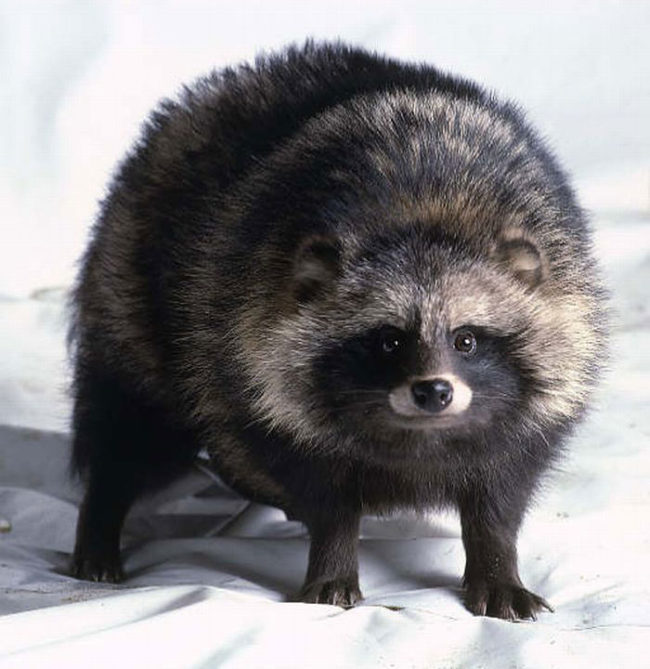 The Tanuki, also known as the raccoon dog, or Japanese raccoon, so cute