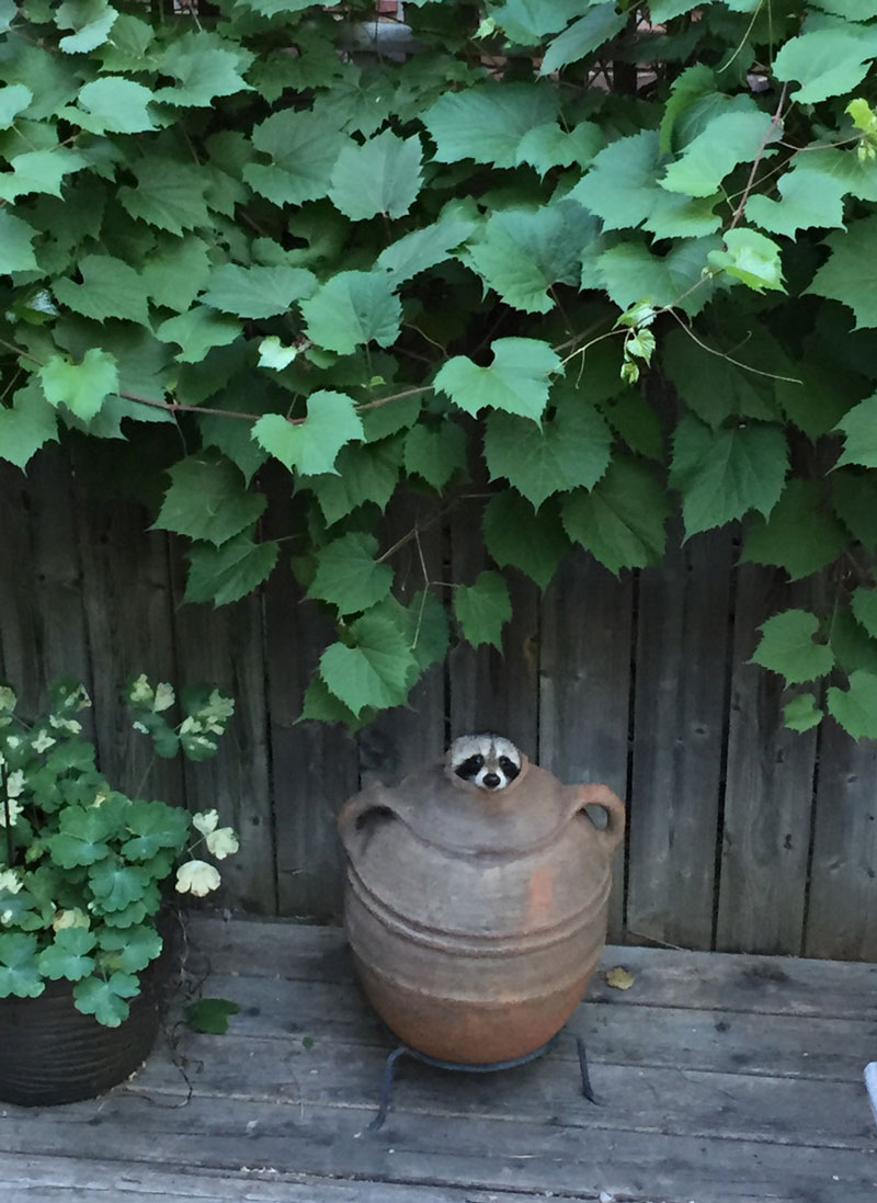 I think we have a raccoon problem...