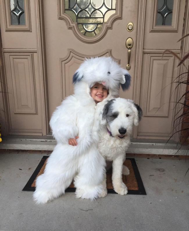 My daughter wanted to be a sheepdog for Halloween