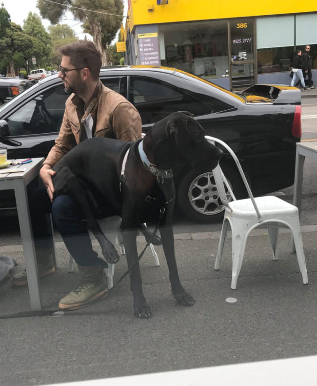 Giant boy thinks he's still a puppy and wants to sit on his human's knee
