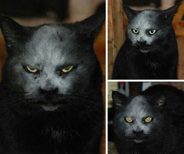 Cat got covered in flour and now looks like a super-villain
