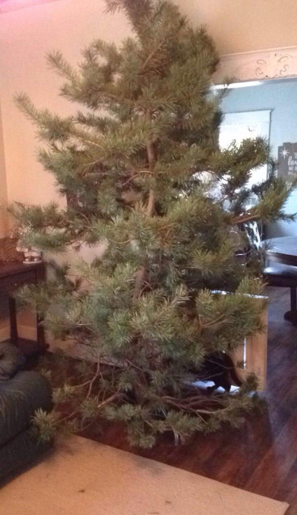 My girlfriend and I have a tradition of picking out the ugliest tree on the tree farm. This is the result of today's trip