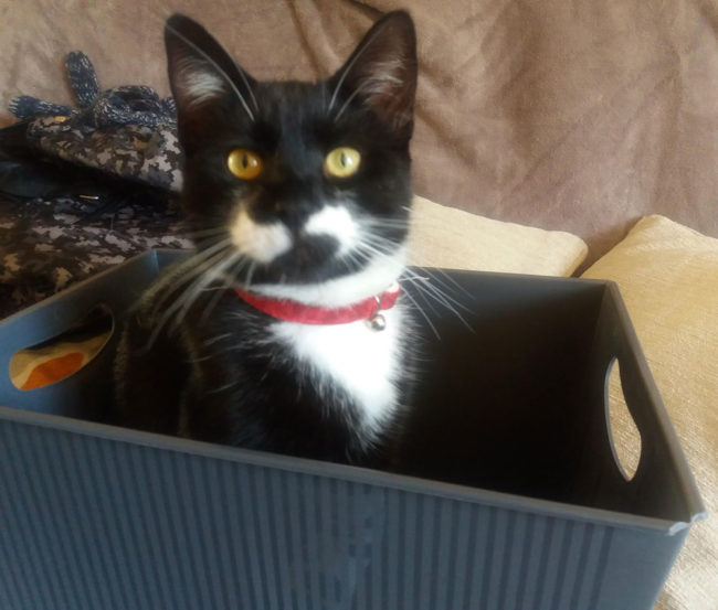 My lovely boy with a wonky mustache. Meet Domino