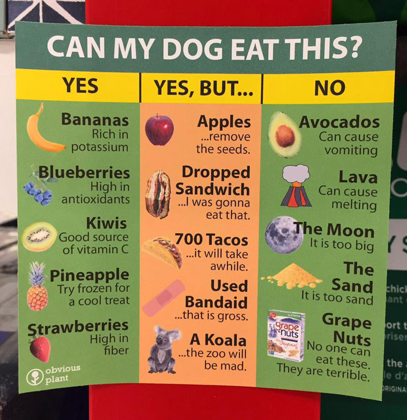 Can My Dog Eat This