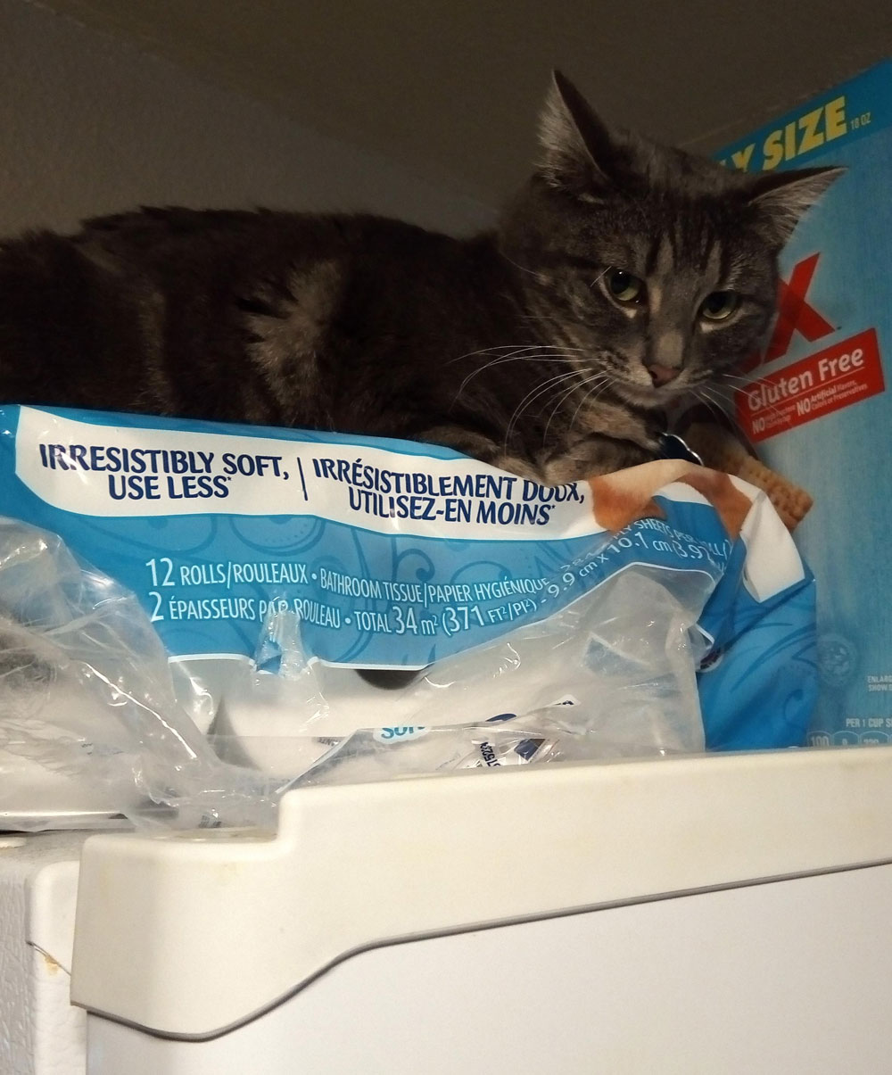This package of toilet paper my cat likes to lay on describes her perfectly