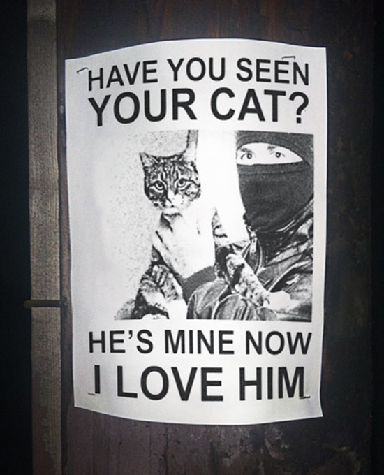 Have you seen your cat?