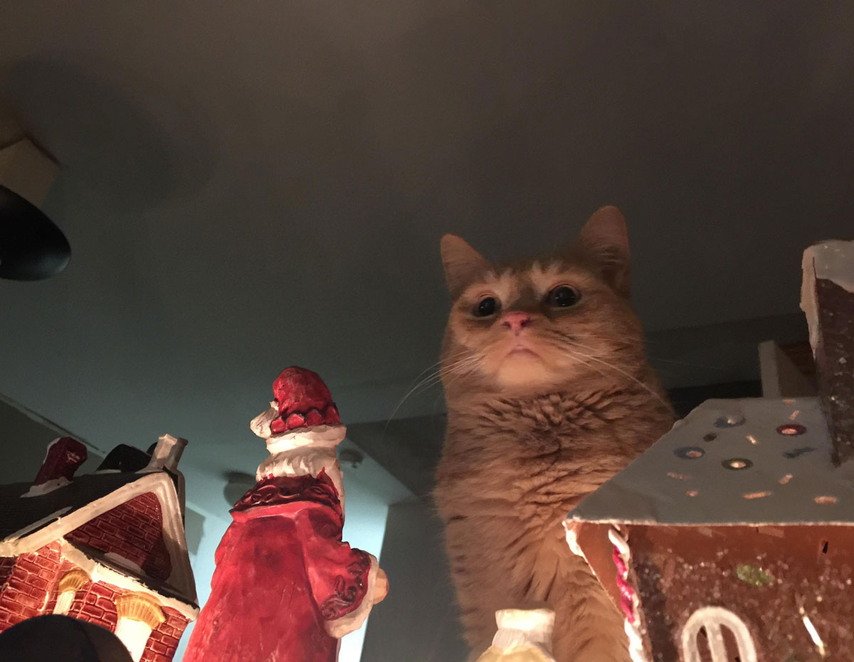 My cat contemplating the destruction of our nativity town