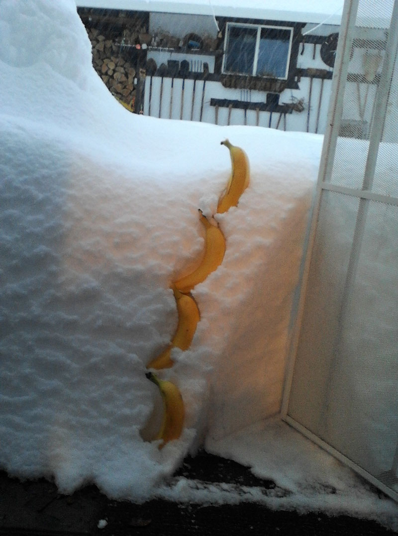 Nearly four bananas of snow!