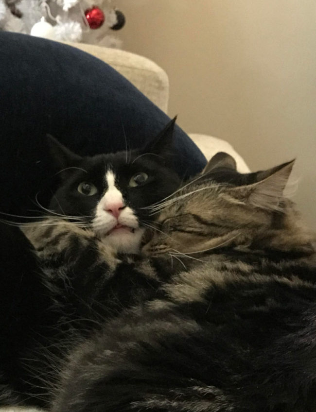 My wife’s cat likes to cuddle, my cat, not so much