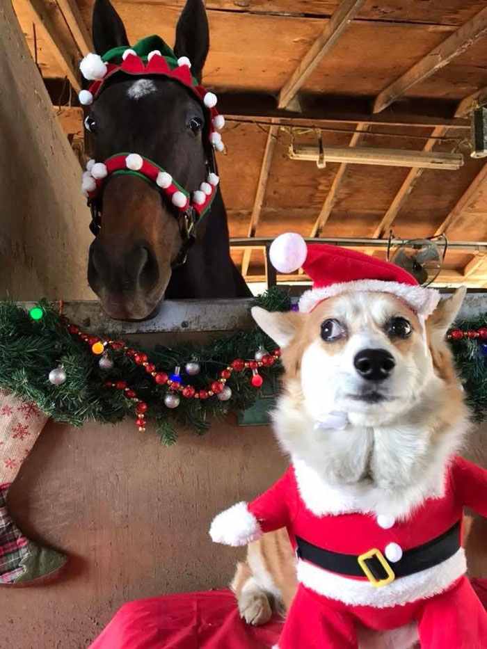 My co-workers dog isn't a fan of the annual Christmas photo