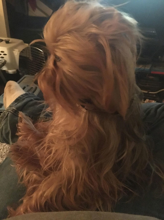 I’m told my dog looks like Chewbacca