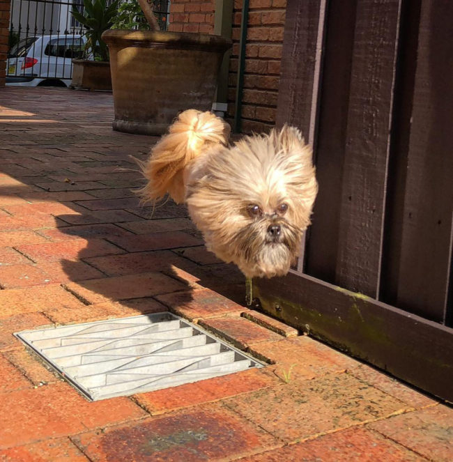 When my buddy's dog leaps over grates her body and legs disappear and it looks like a dog's head is just floating down the street