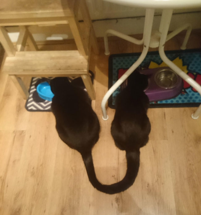 My cats eating together look as if they are joined at the tail
