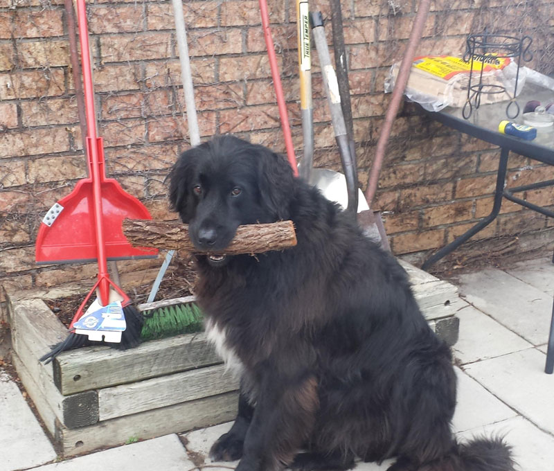 This is Ben. He doesn't know what the Telecom Lobby is but he is a good boy who likes to carry logs