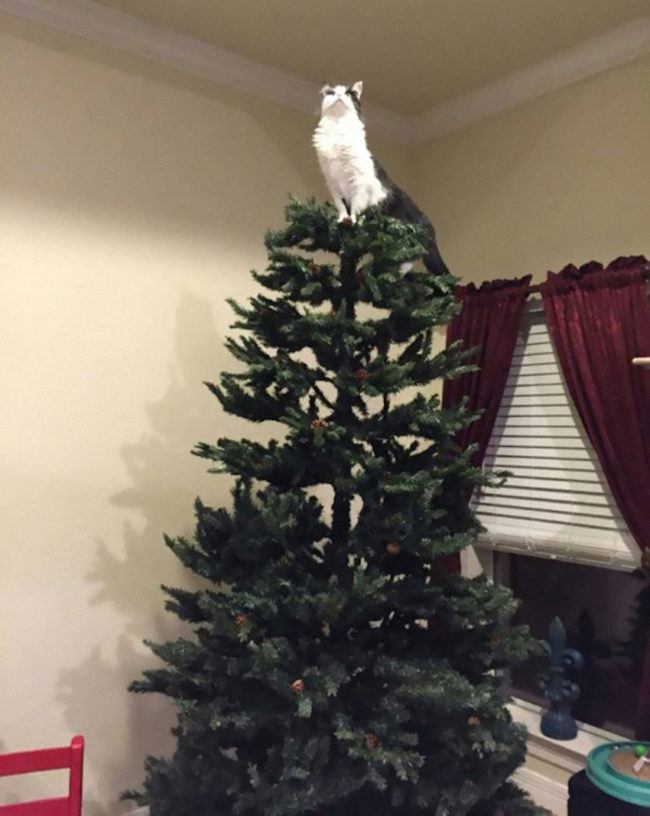 There’s only room for one star on this tree