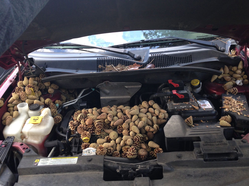 Squirrel decided to use my buddy’s car for pine cone storage