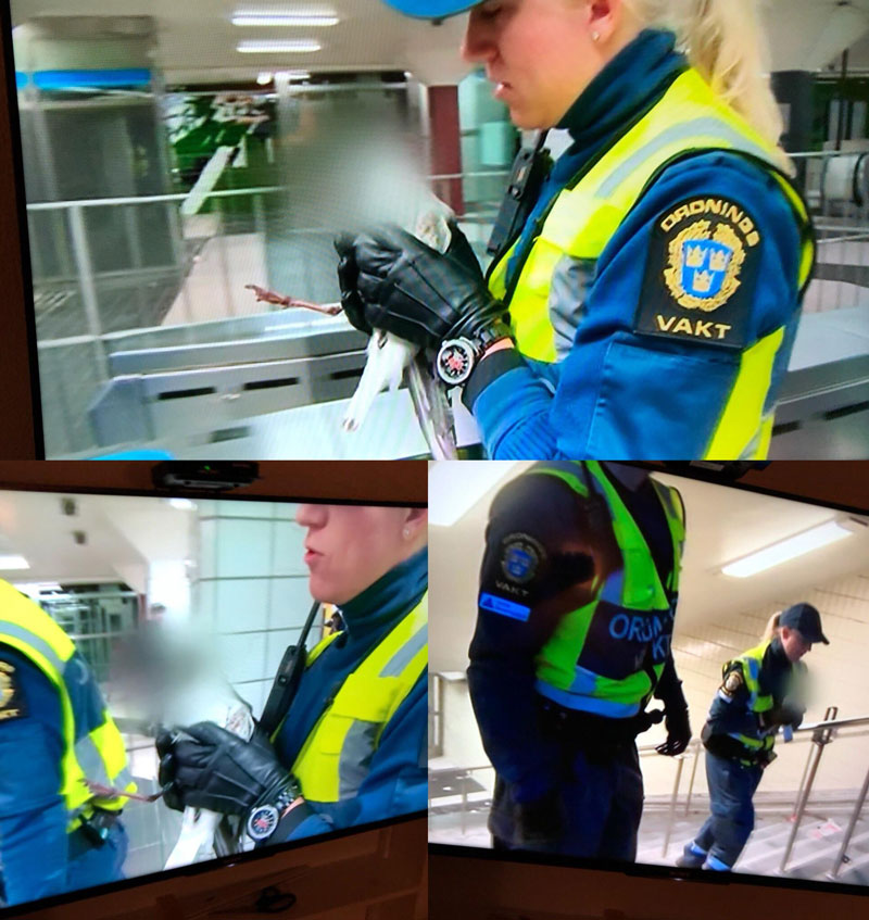 Swedish television channel decided to protect the identity of a seagull that was saved from the subway