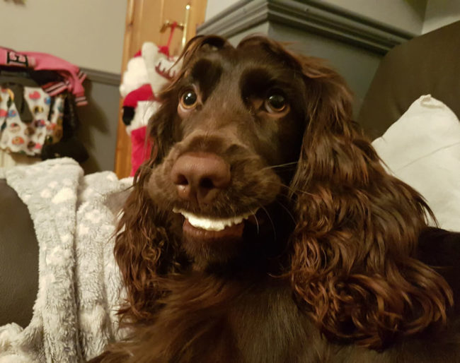 My dog with a rawhide chew gives her a perfect smile