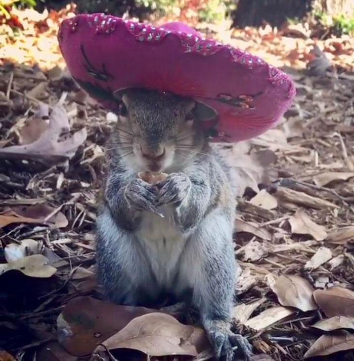 My friend rehabilitated and released a squirrel 6 years ago. She still stops by for snacks and lets my friend put hats on her