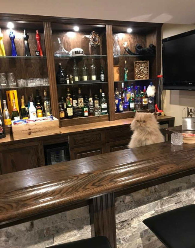 Bartender cat recommends the tuna martini