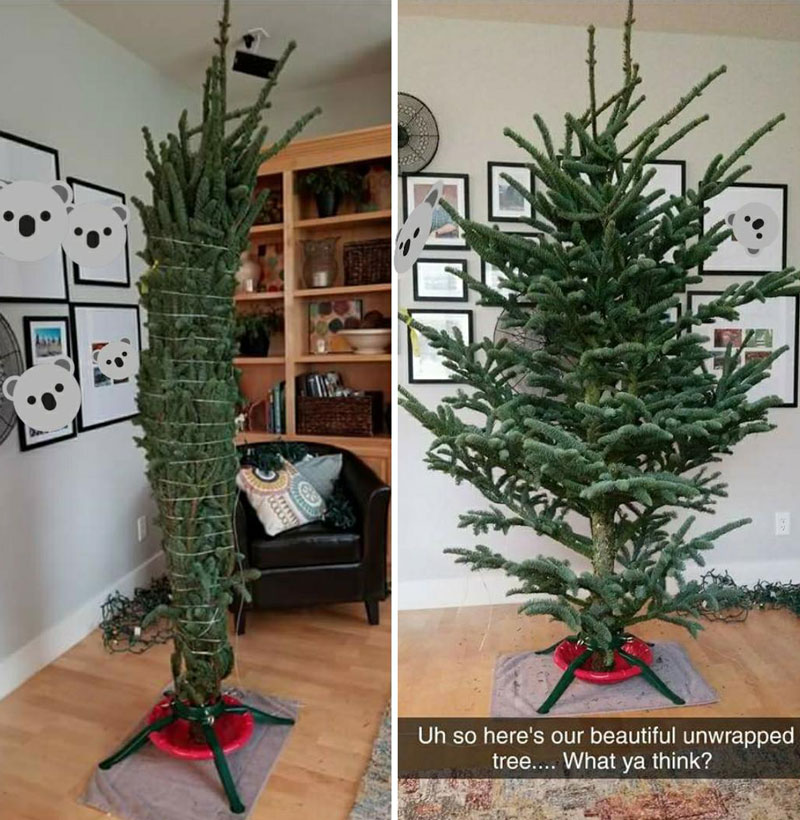 My friend bought her tree unseen from a tree drive