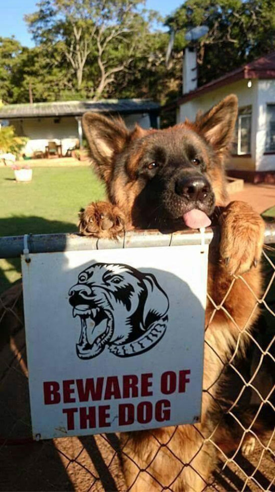 Beware of dog!