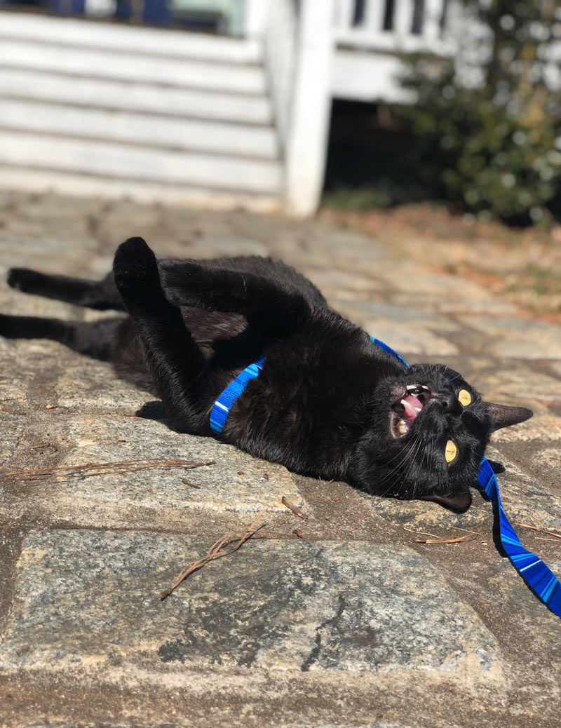 Our cat went outside for the first time today