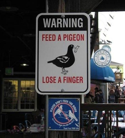 Pigeon Warning