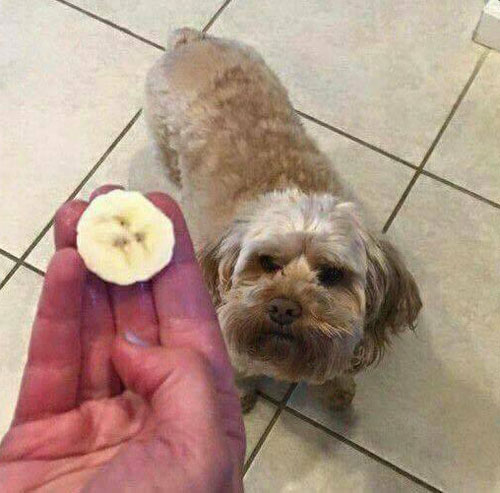 This cross section of a banana looks like this dog