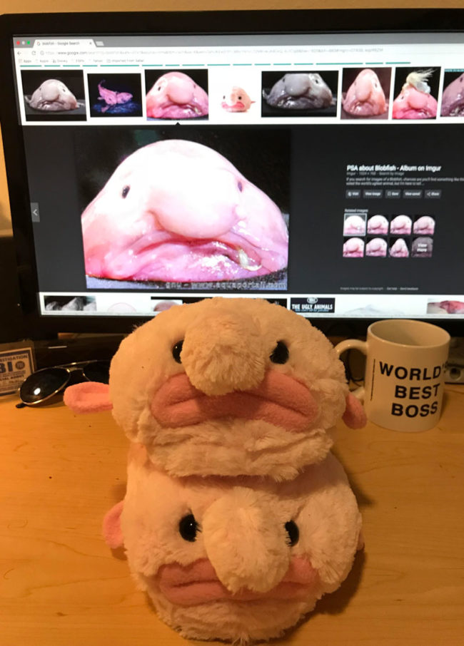 I’m a marine Biology student, and my cousins saw it fit to give me blobfish slippers for Christmas. I thought you all deserved to know about them