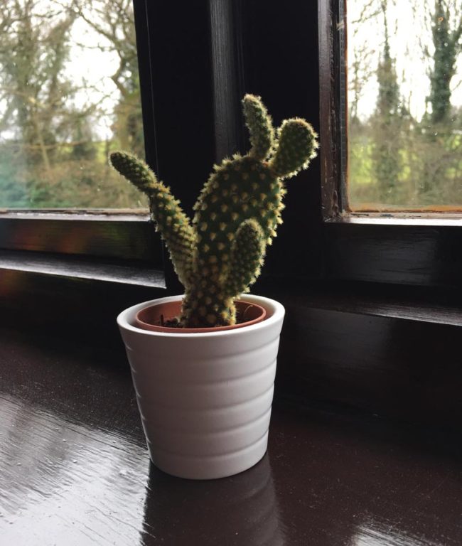 My cactus looks like a rabbit dabbing