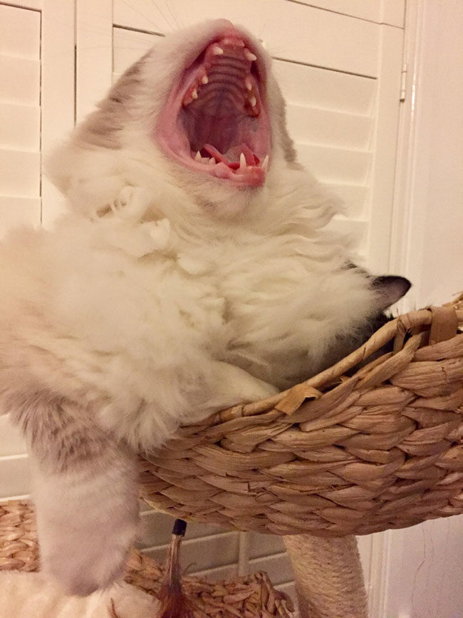Caught my kitten either mid yawn or mid transformation into the creature from The Thing